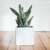 Cactus you can grow